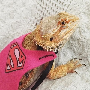 Team Page: Team Bearded Dragon